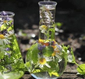 Flasks filled with water, daisies, and other plants displayed in a natural setting.